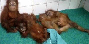 Nandankanan Plans Open-Air Exposure For Orangutans: ନନ୍ଦନକାନନରେ ଓପନ୍ ଏନ୍‌କ୍ଲୋଜରକୁ ଯାଇପାରନ୍ତି ୫ ଓରାଙ୍ଗଉଟାନ୍