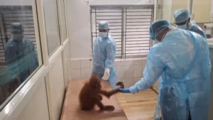 Health Check-Up of The Rescued Orangutans: ନନ୍ଦନକାନନରେ ୫ ଓରାଂଓଟାନ୍‌ଙ୍କ ସ୍ୱାସ୍ଥ୍ୟ ପରୀକ୍ଷା କଲେ ୨ ବିଶେଷଜ୍ଞ ଦଳ