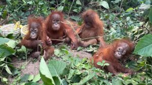 5 Baby Orangutans In Odisha: ଇଣ୍ଡୋନେସିଆ ଯିବେ ଓଡ଼ିଶାରୁ ଉଦ୍ଧାର ୫ ଓରାଙ୍ଗଉଟାନ୍‌ ଶାବକ ! 