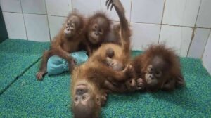 Orangutan Smuggling Probe: ଓରାଙ୍ଗଉଟାନ ଚାଲାଣ ମାମଲା: ଇଣ୍ଡୋନେସିଆ ଯିବ କ୍ରାଇମବ୍ରାଞ୍ଚ STF ଟିମ୍