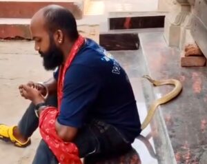 Snake Catcher Dies: ନାଗ ସାପ ସହ ରିଲ୍ସ କରୁଥିବା ବେଳେ ସାପ ଧରାଳିଙ୍କ ମୃତ୍ୟୁ